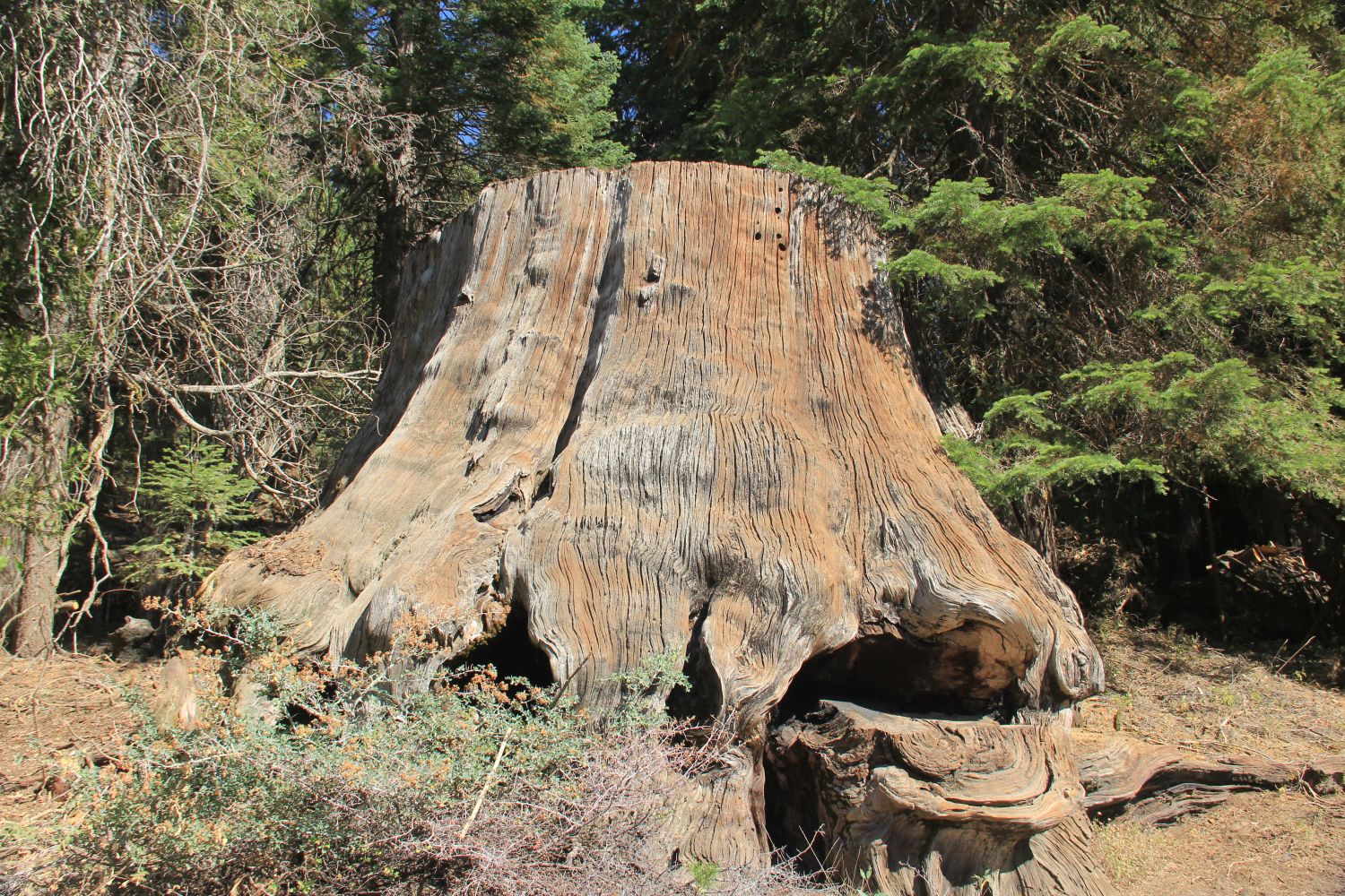 Big Stump Hike 